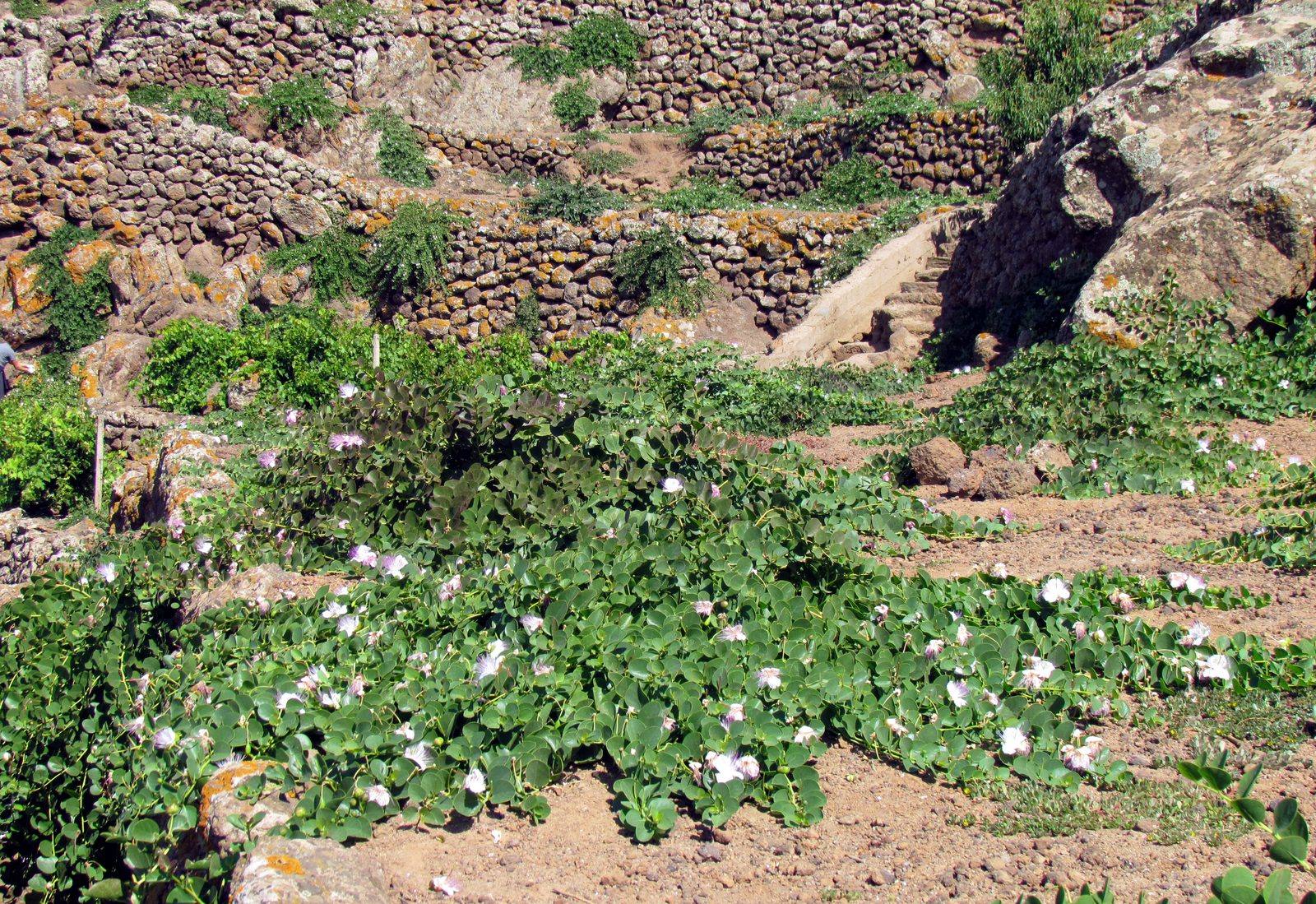 A caper bush growing in the volcanic soil of Pantelleria, the island’s signature crop
